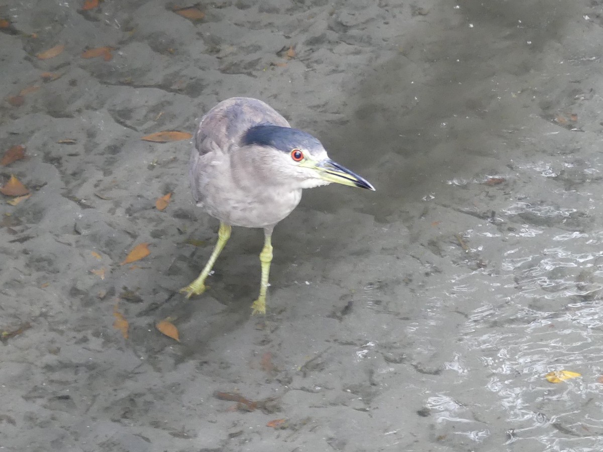 夜鷺 - ML645375212