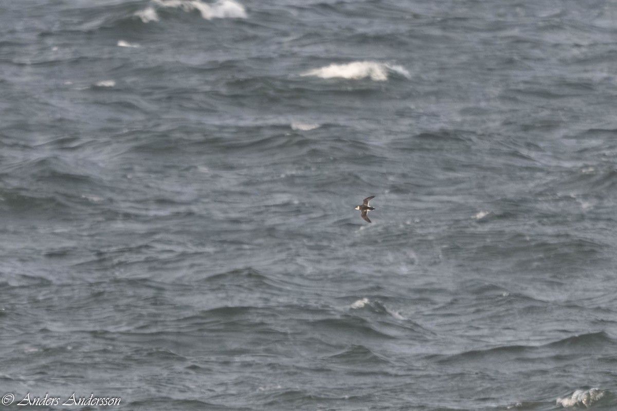 Küçük Alk - ML645375213