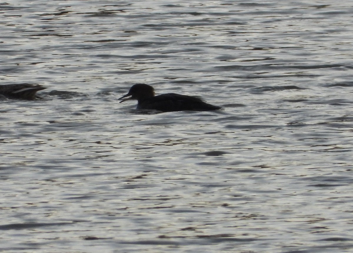 オウギアイサ - ML645375225