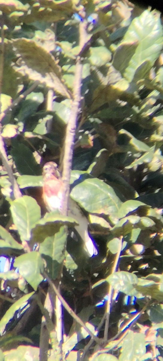 ムネアカイカル - ML645375227