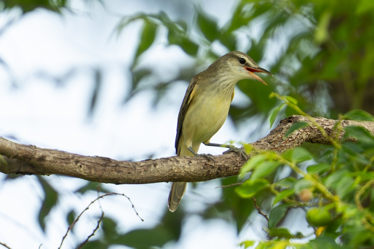 オオヨシキリ - ML645375231