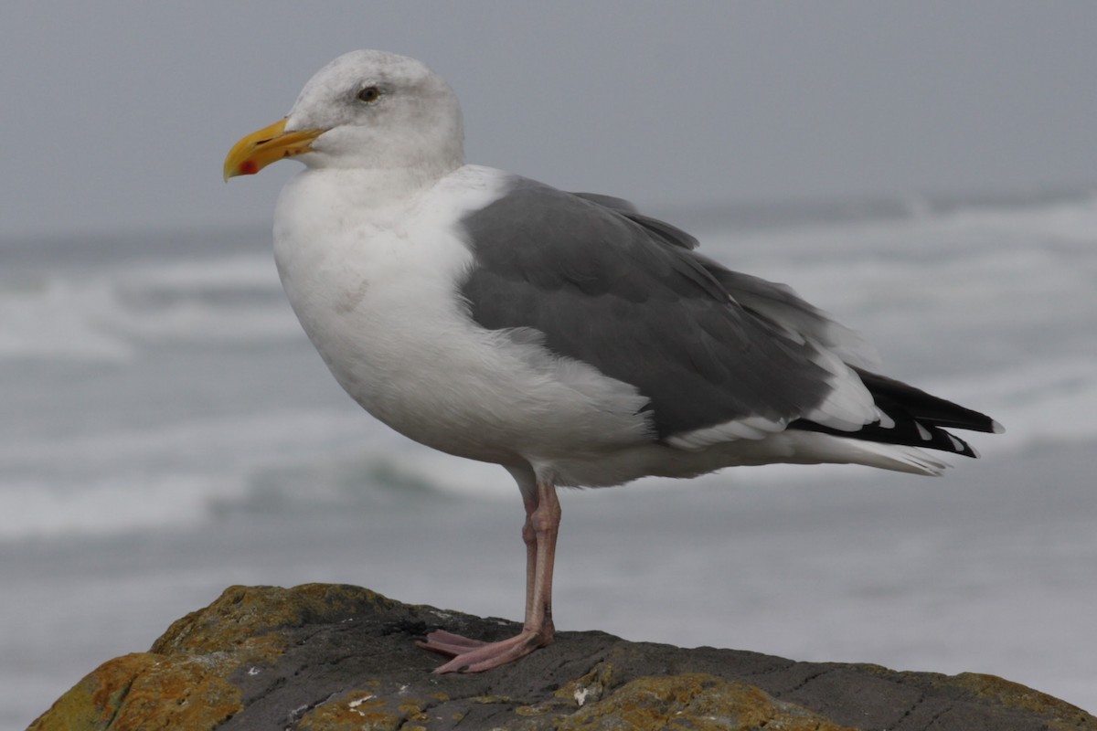 アメリカオオセグロカモメ - ML645375232