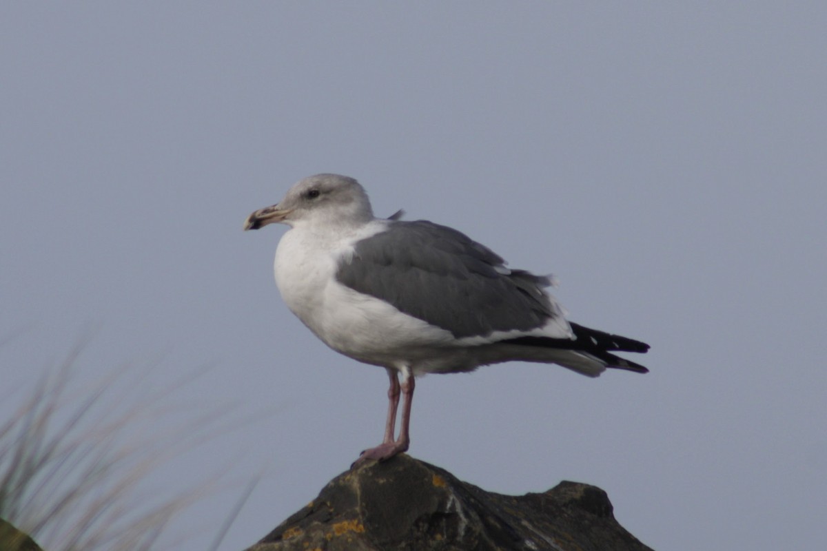 アメリカオオセグロカモメ - ML645375233