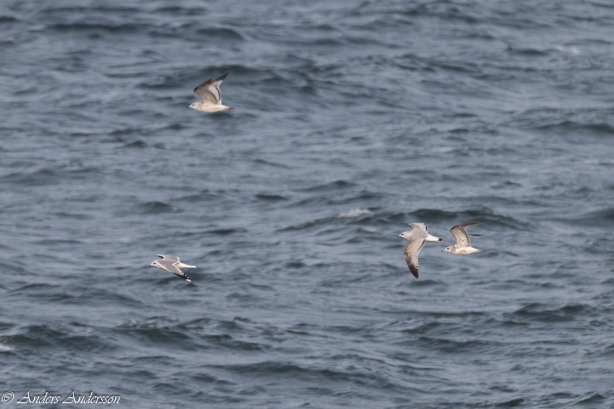 カモメ - ML645375235