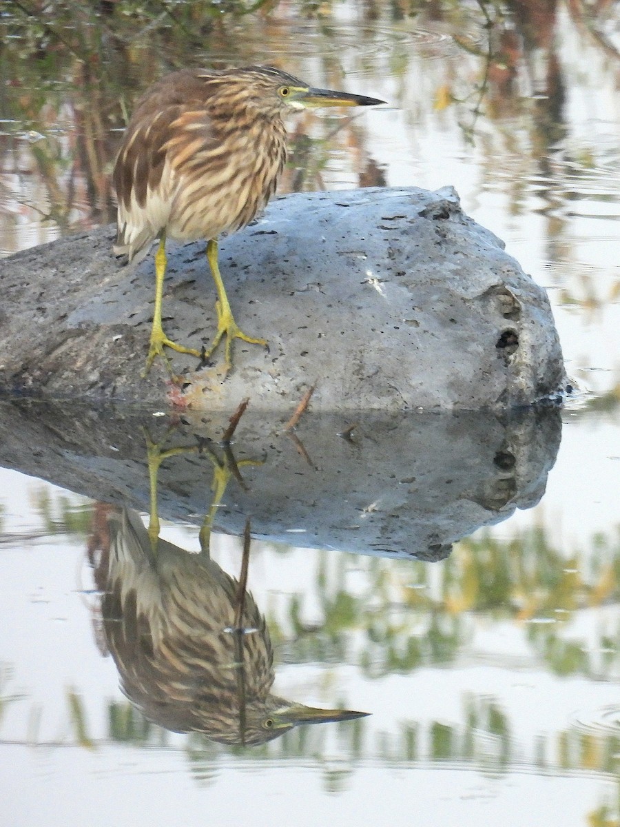 インドアカガシラサギ - ML645375236