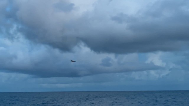 マミジロアジサシ - ML645375237