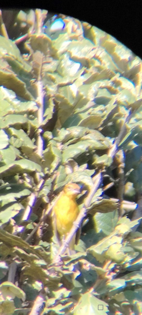 ホノオフウキンチョウ - ML645375238