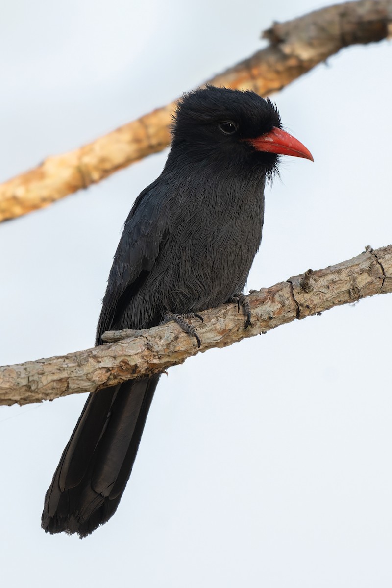 クロビタイアマドリ - ML645375239