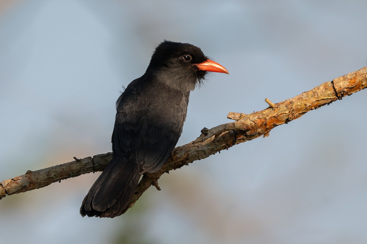 クロビタイアマドリ - ML645375240