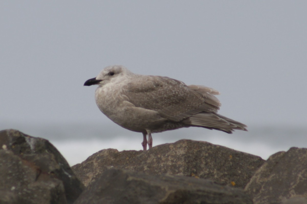 ワシカモメ - ML645375242