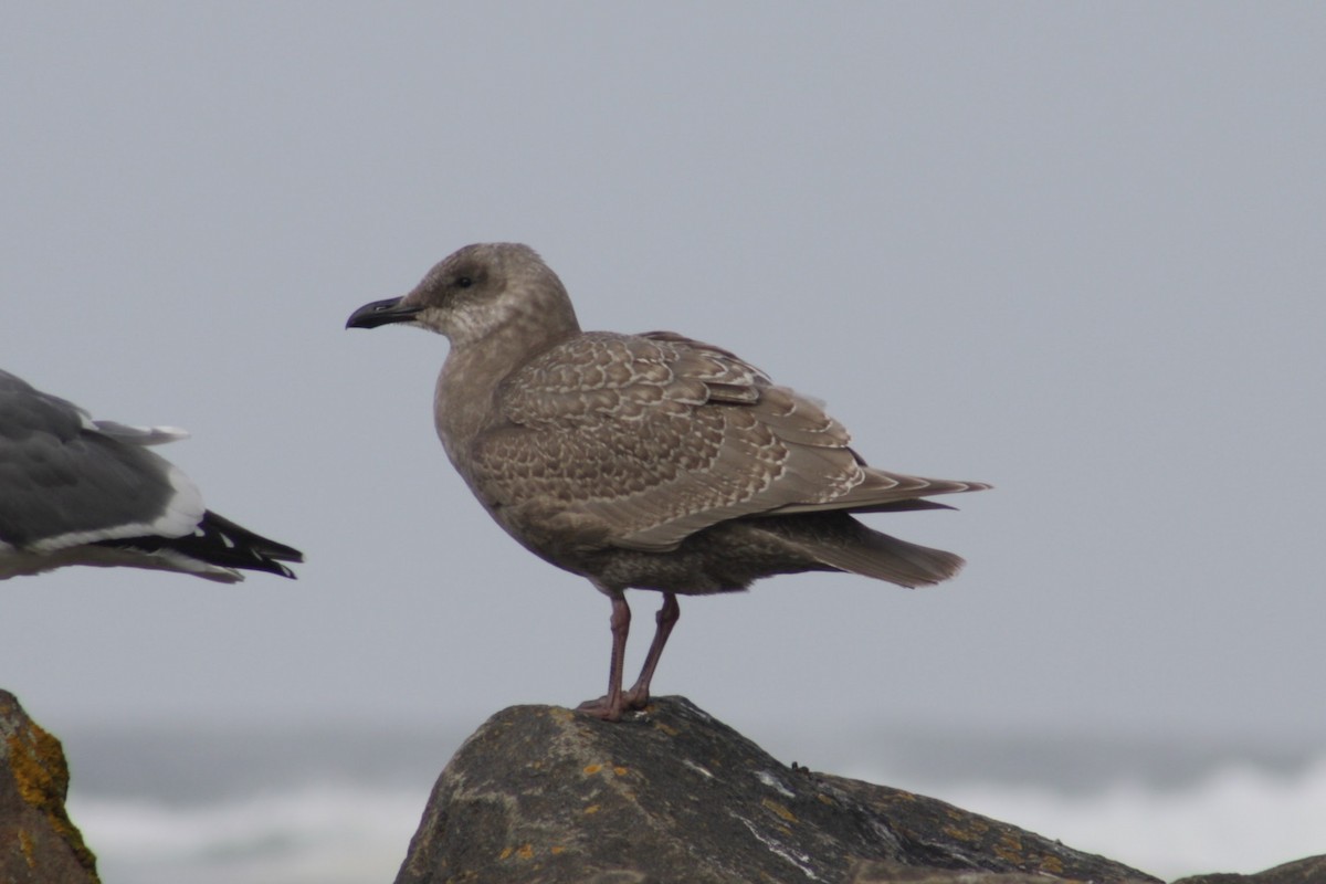 ワシカモメ - ML645375243