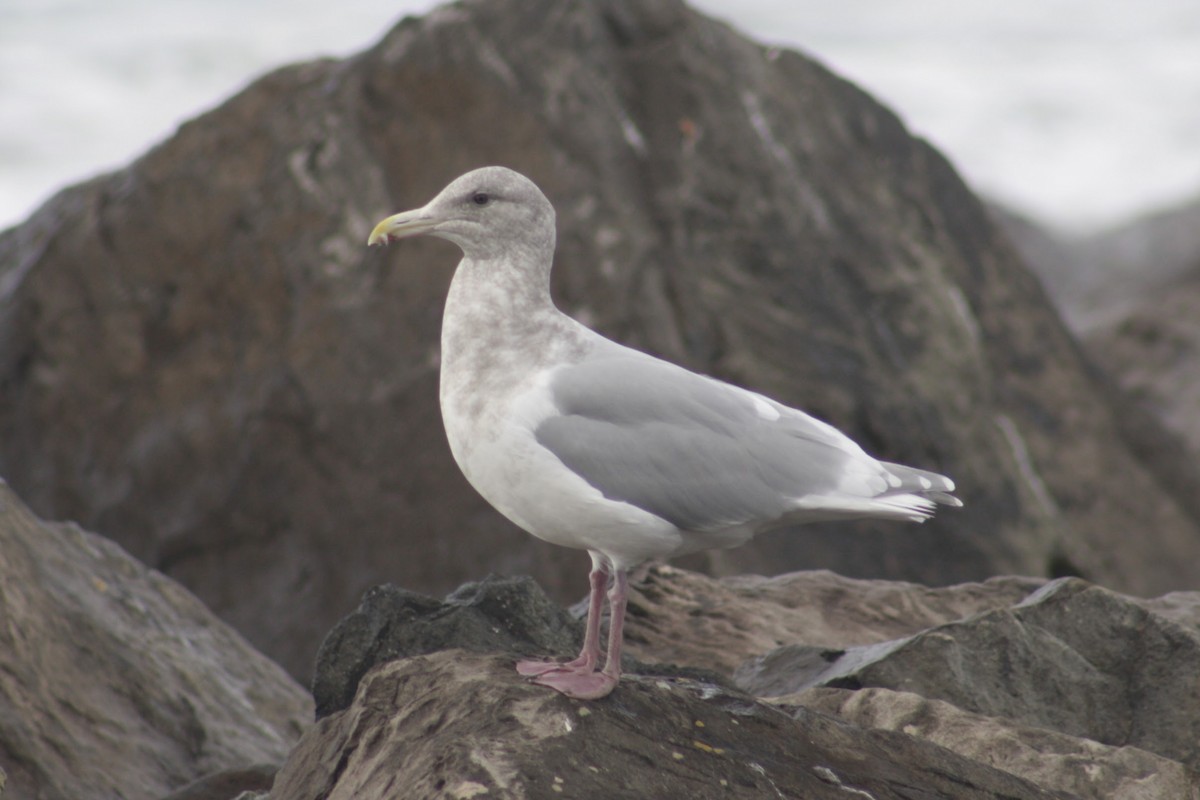 ワシカモメ - ML645375244