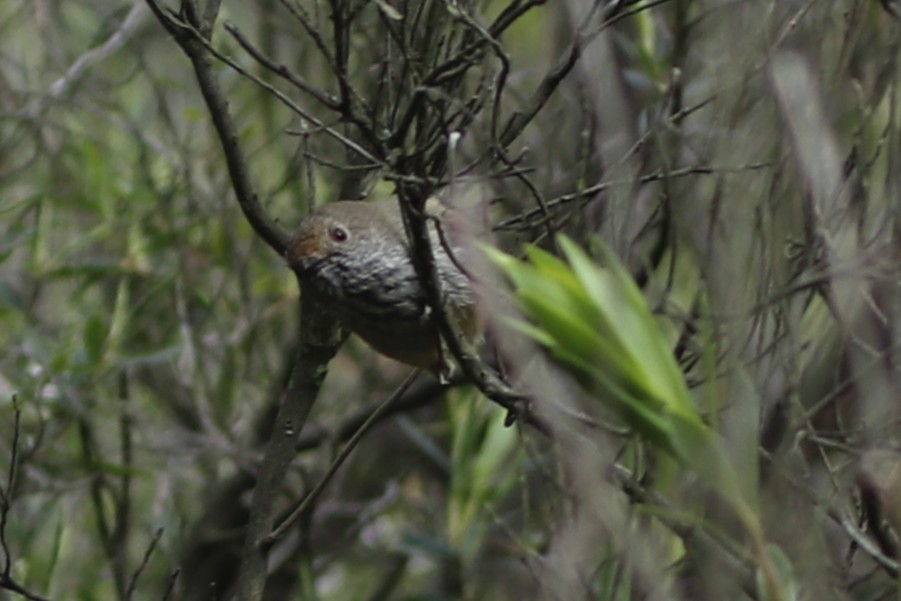 チャイロトゲハシムシクイ - ML645375245