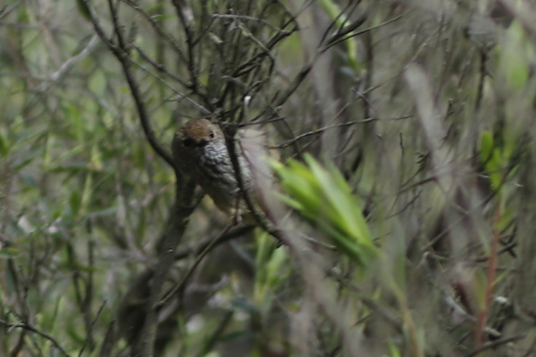 チャイロトゲハシムシクイ - ML645375246