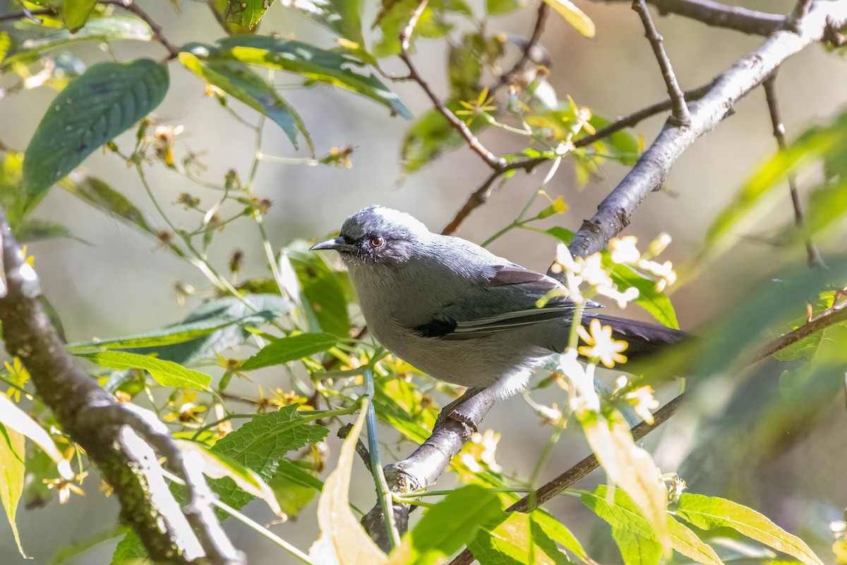 ミミグロチメドリ - ML645375247