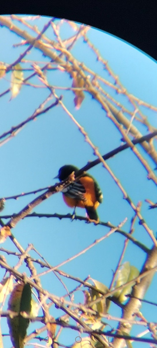 ボルチモアムクドリモドキ - ML645375248