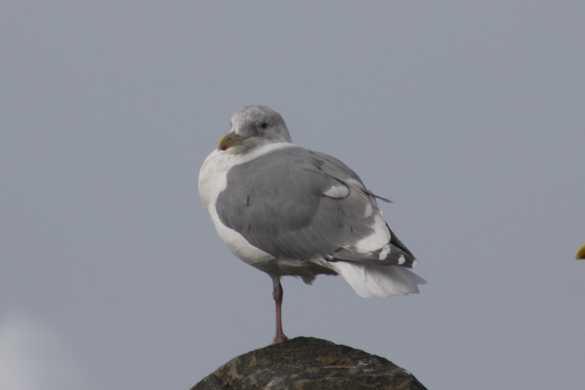 雑種 アメリカオオセグロカモメ ｘ ワシカモメ - ML645375250