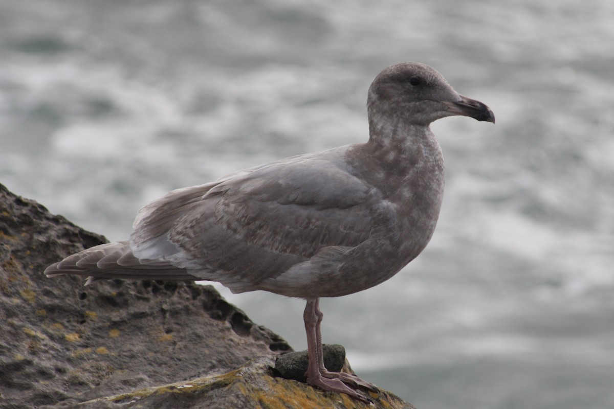 雑種 アメリカオオセグロカモメ ｘ ワシカモメ - ML645375251