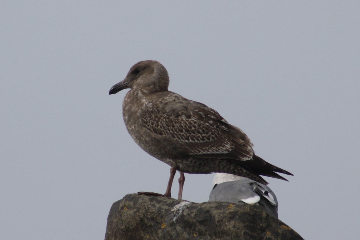 雑種 アメリカオオセグロカモメ ｘ ワシカモメ - ML645375252