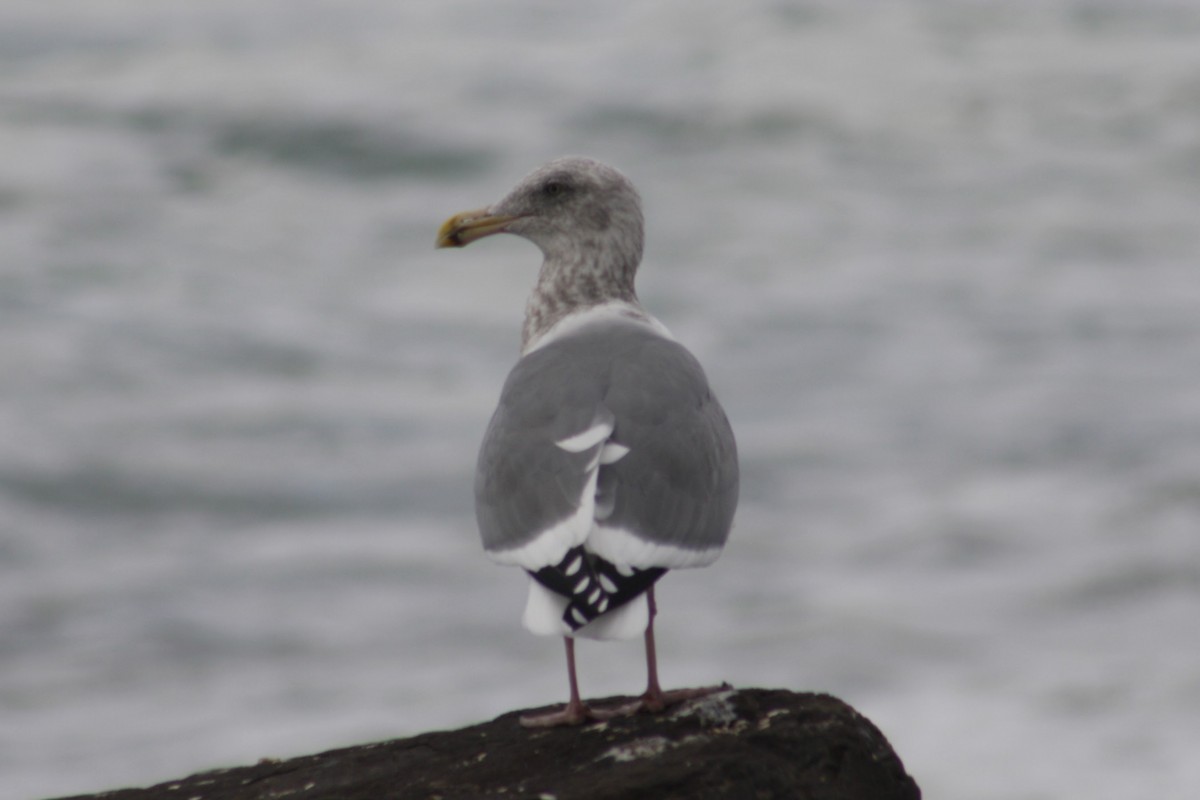 雑種 アメリカオオセグロカモメ ｘ ワシカモメ - ML645375253