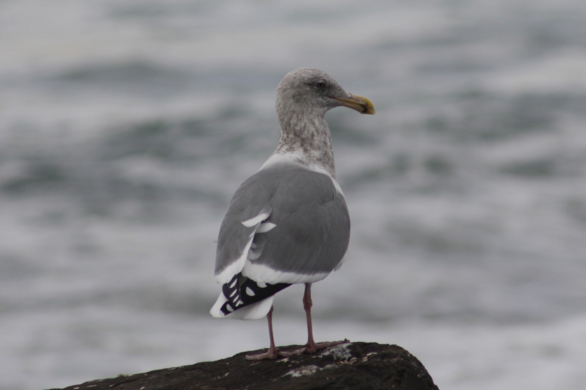 雑種 アメリカオオセグロカモメ ｘ ワシカモメ - ML645375254