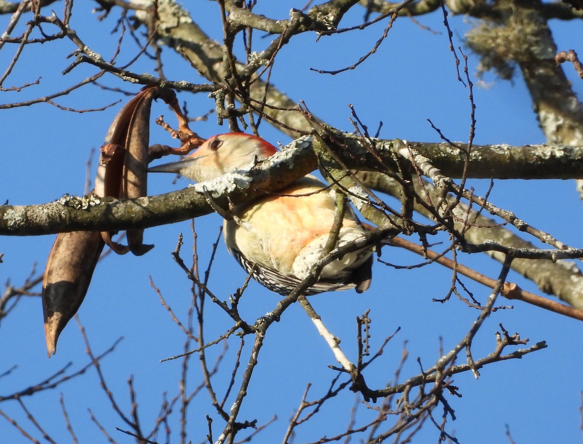 シマセゲラ - ML645375255