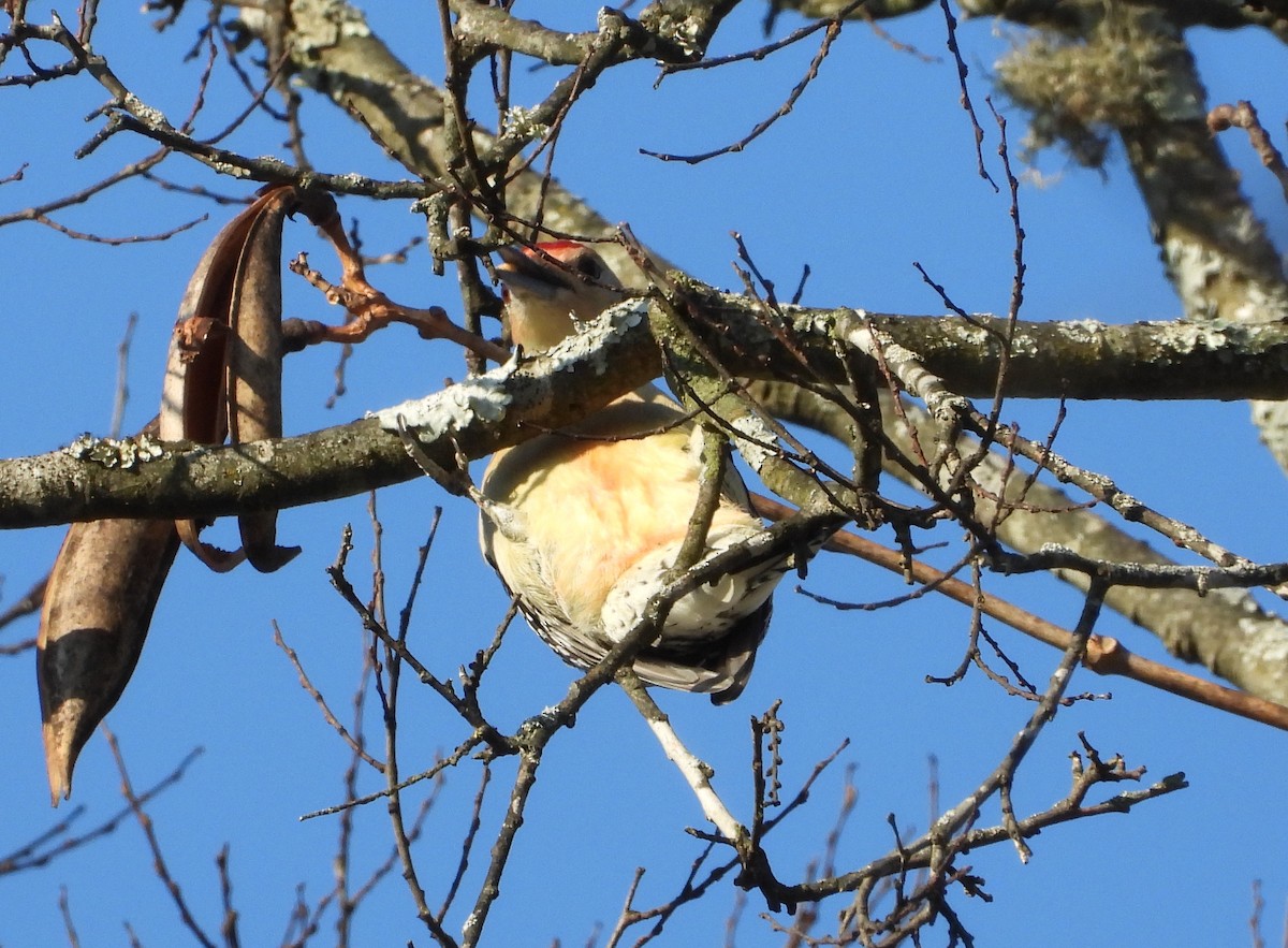 シマセゲラ - ML645375256