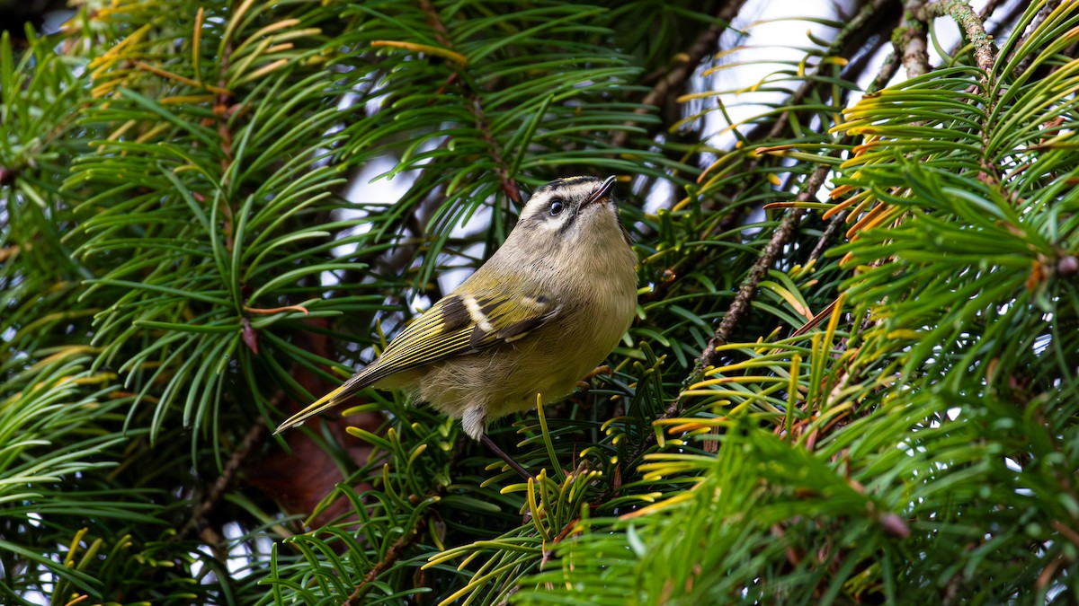 アメリカキクイタダキ - ML645375258