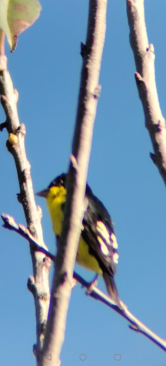 ヒメキンヒワ - ML645375260