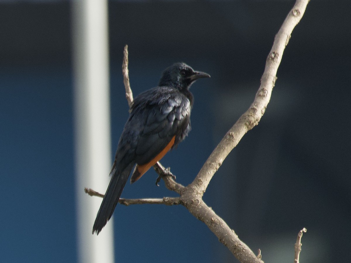 Red-winged Starling - ML645375266