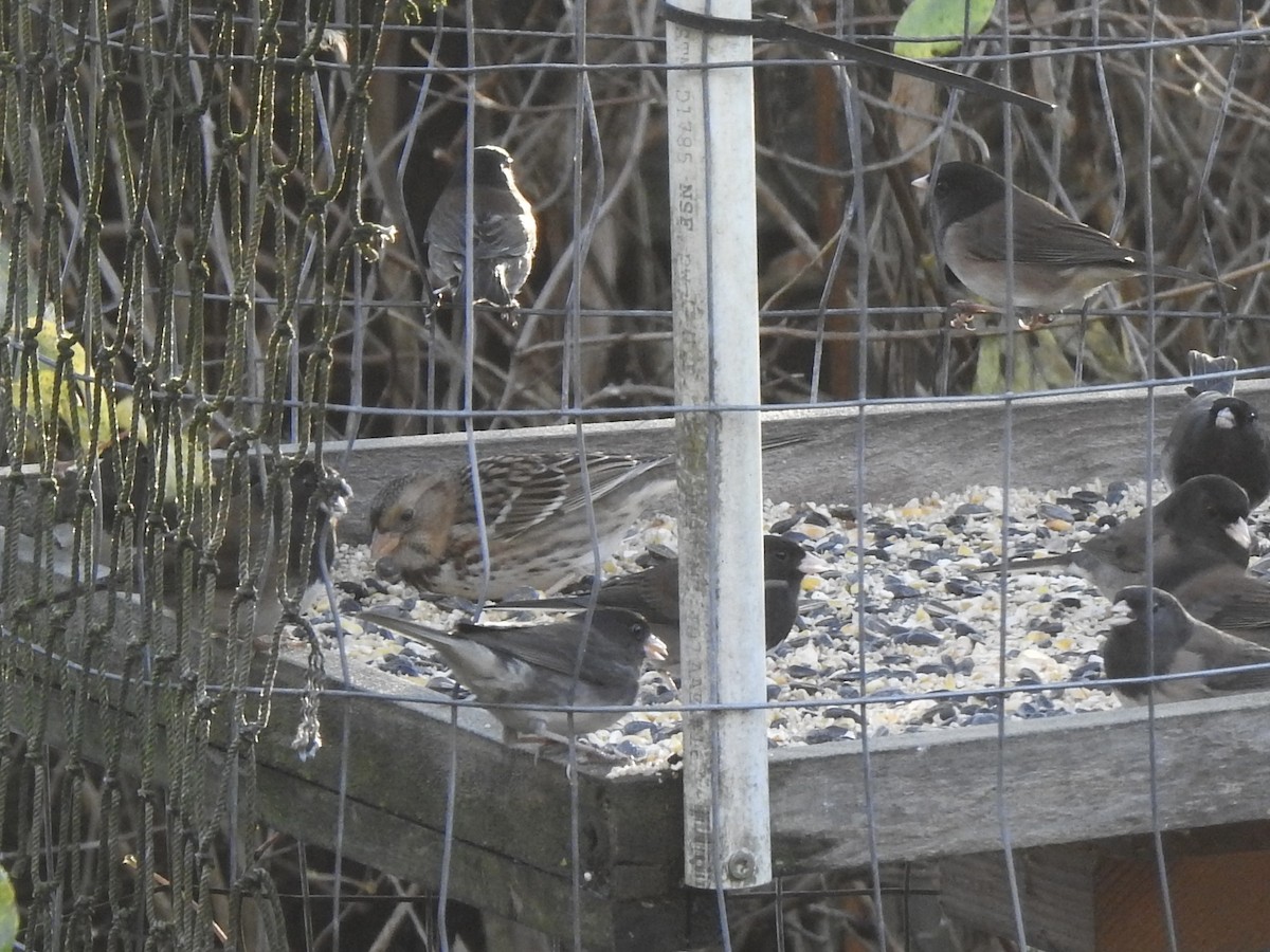 Harris's Sparrow - ML645375272
