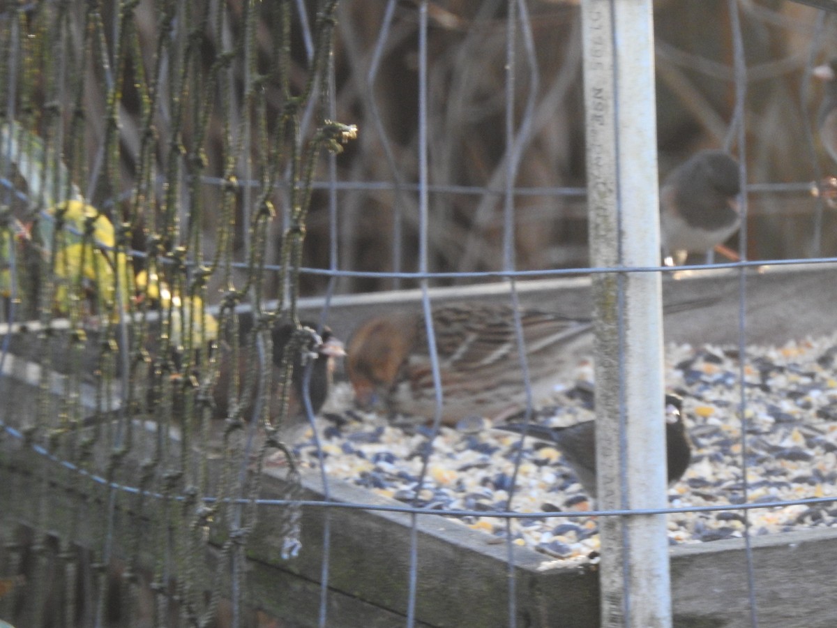 Harris's Sparrow - ML645375275