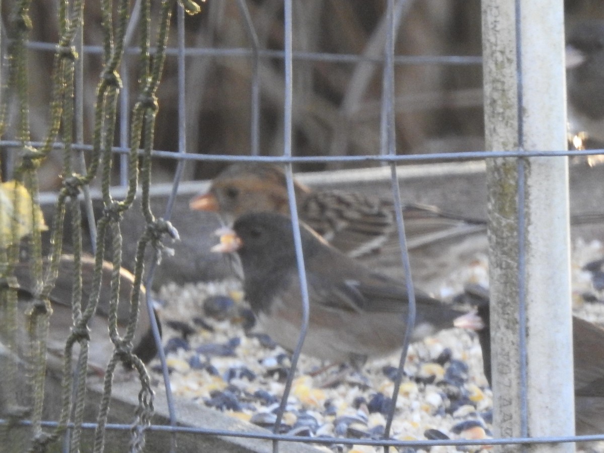 Harris's Sparrow - ML645375278