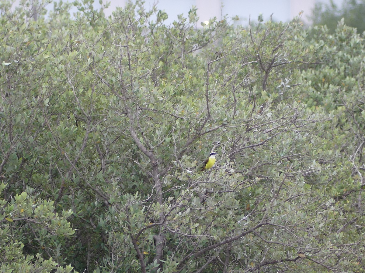 Great Kiskadee - ML645375280