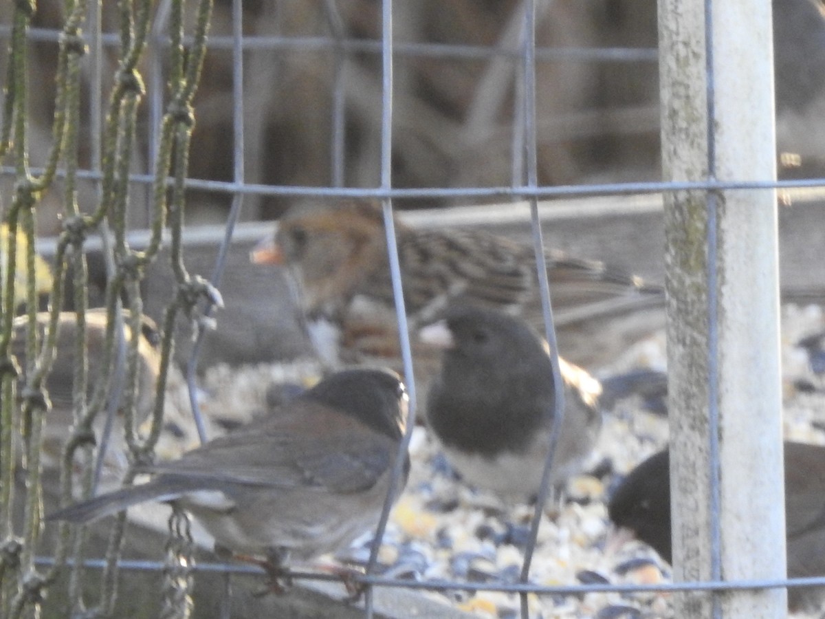 Harris's Sparrow - ML645375281