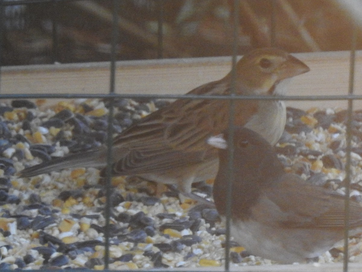 Dickcissel - ML645375282