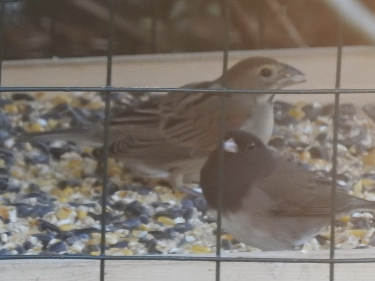 Dickcissel - ML645375283