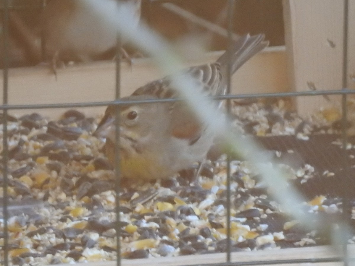 Dickcissel - ML645375285