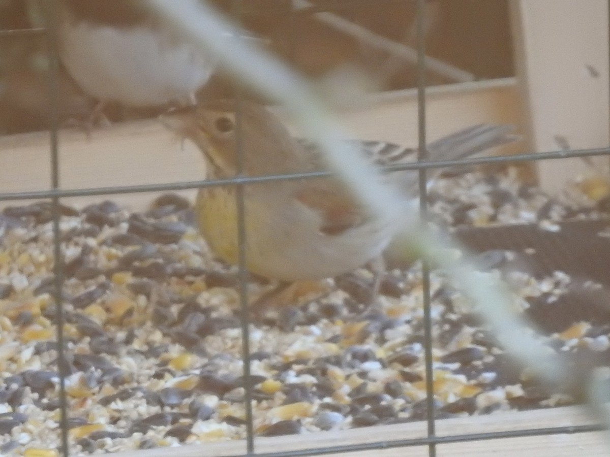 Dickcissel - ML645375286