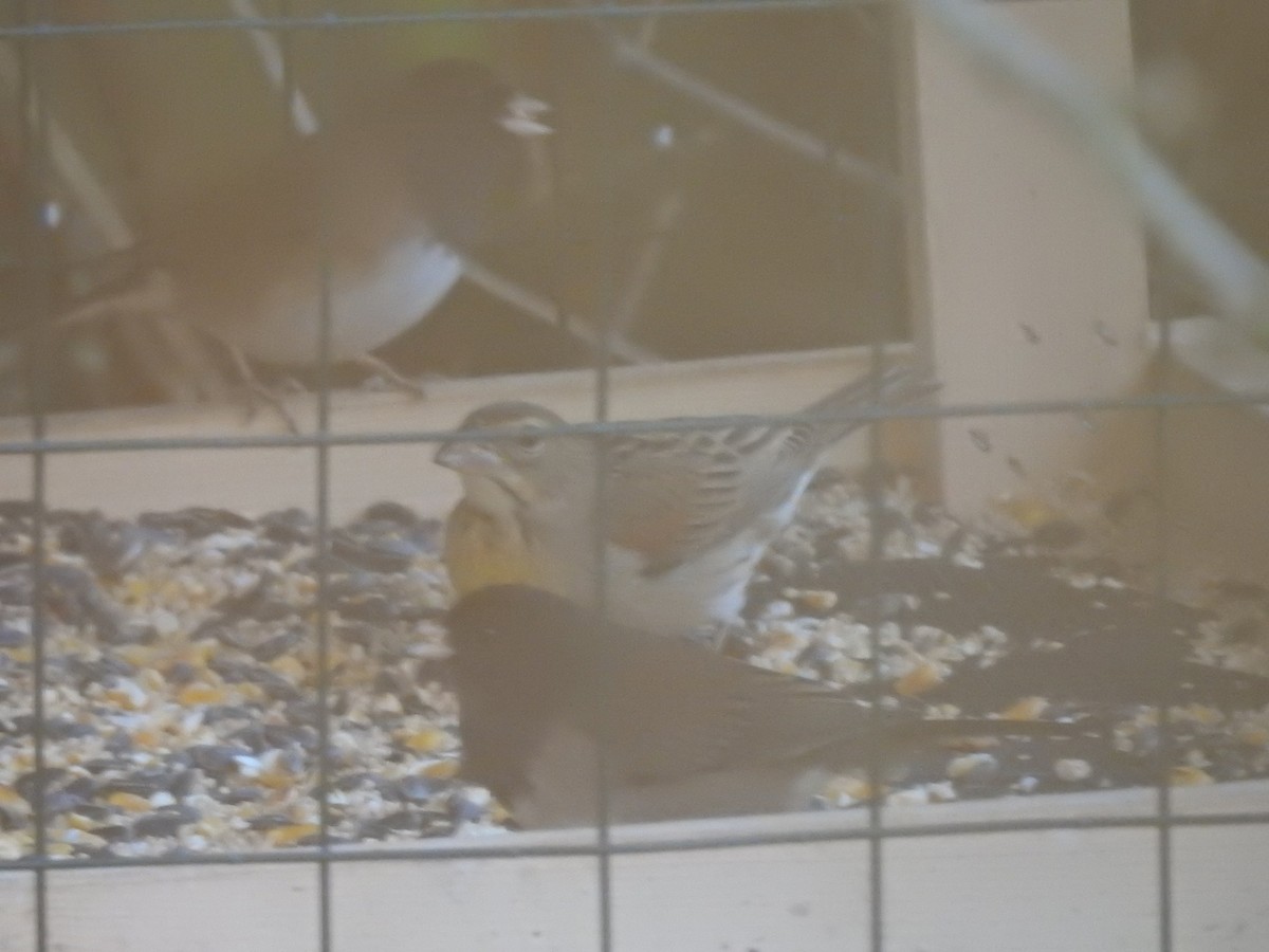 Dickcissel - ML645375287