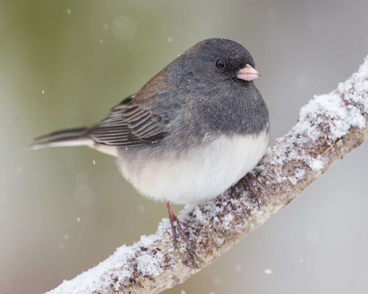 Dark-eyed Junco - ML645375288