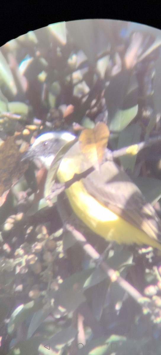 Tyran sociable - ML645375294