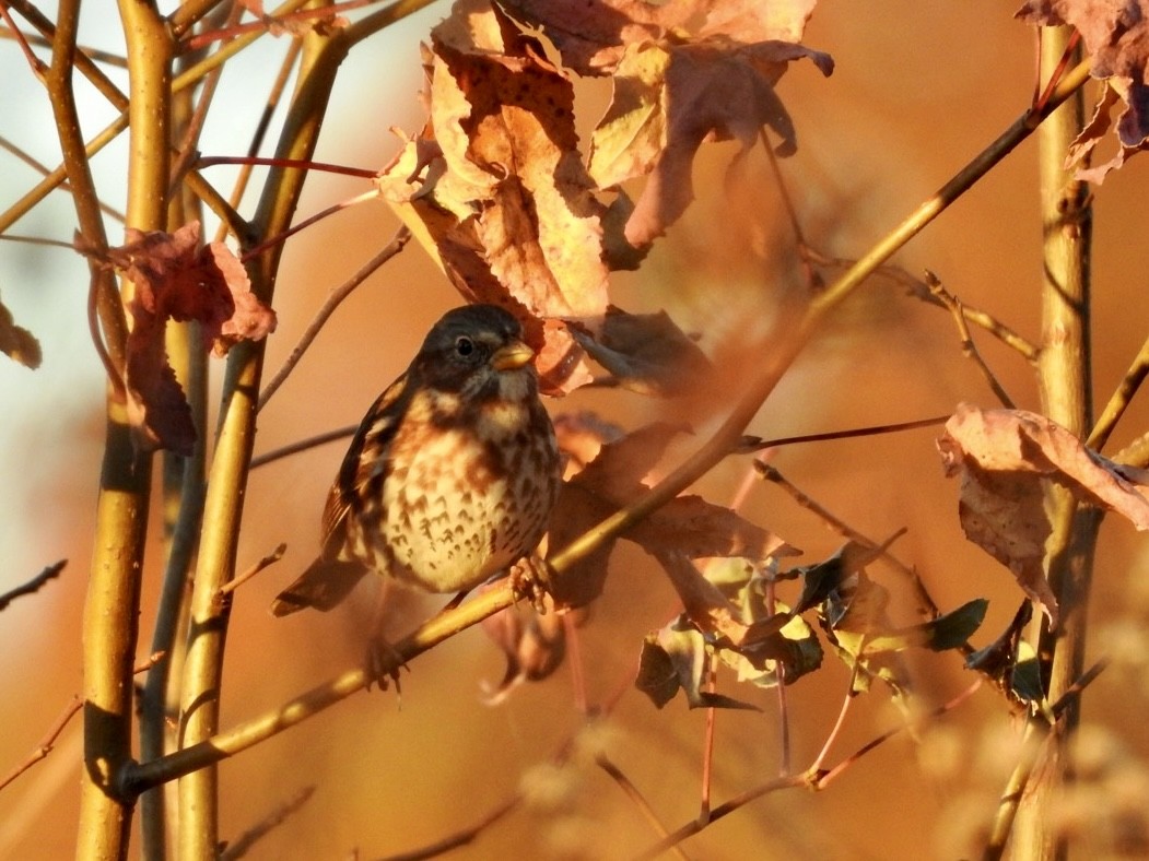 strnadec kaštanový - ML645375331