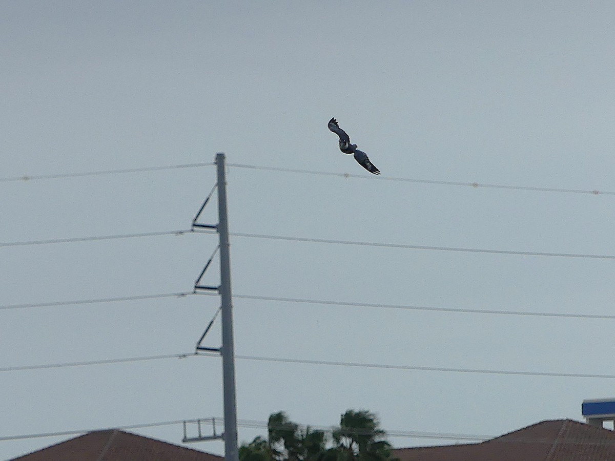 Belted Kingfisher - ML645375333