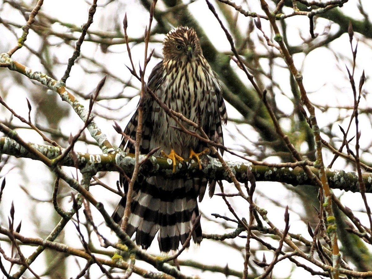 Яструб чорноголовий - ML645375337