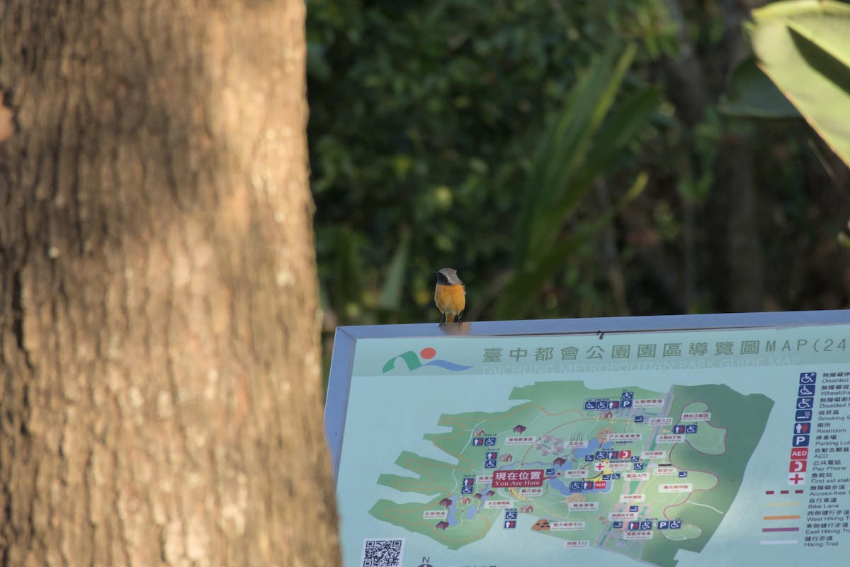 חכלילית סיבירית - ML645375343