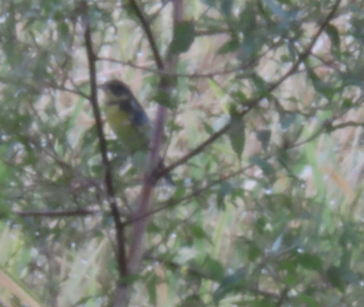 strnad obojkový - ML645375345