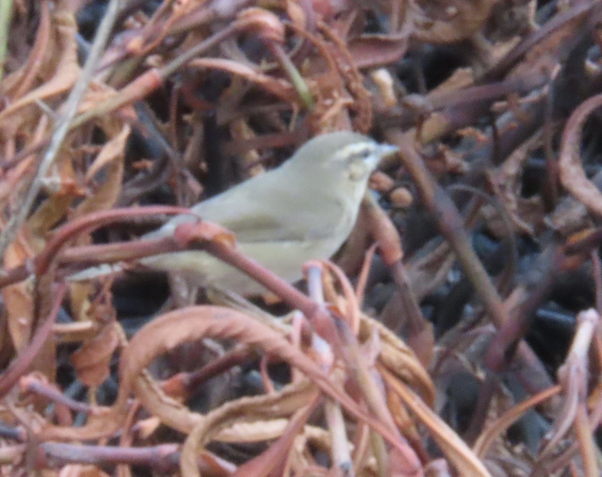 Dusky Warbler - ML645375371