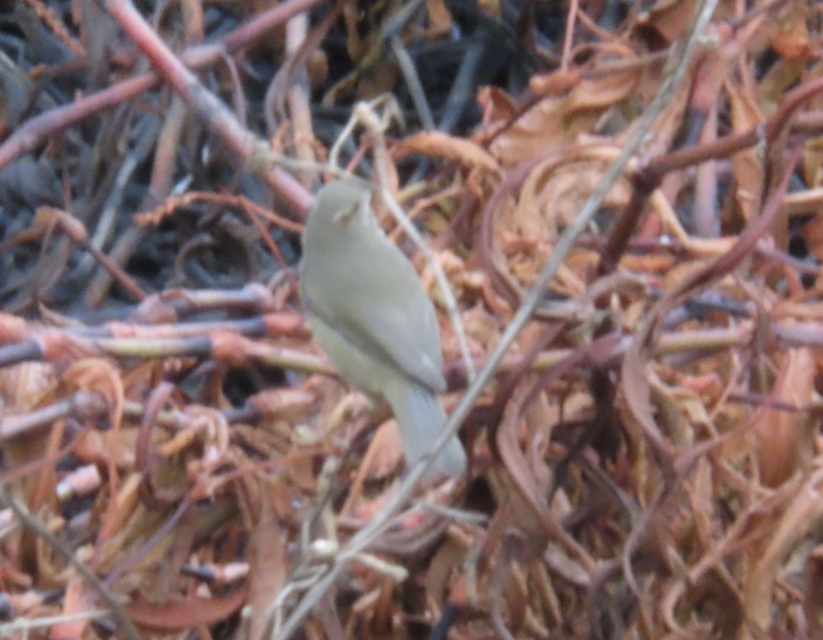 Dusky Warbler - ML645375372