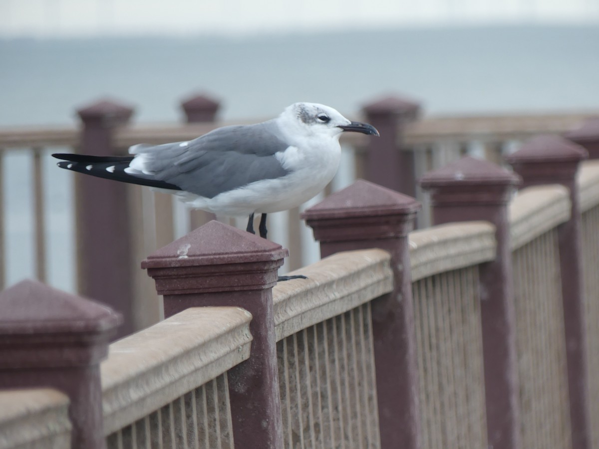 笑鷗 - ML645375379